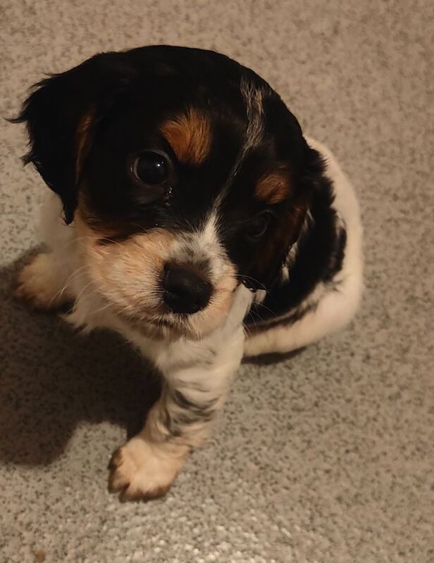 Cockalier Puppies for sale in Spalding, Lincolnshire - Image 7