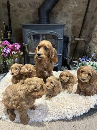 Cockapoo F1 show type pups, PRIZEWINNING LINES for sale in Wellington, Somerset