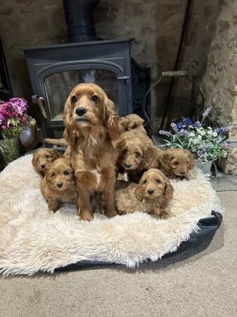 Cockapoo F1 show type pups, PRIZEWINNING LINES for sale in Wellington, Somerset - Image 2
