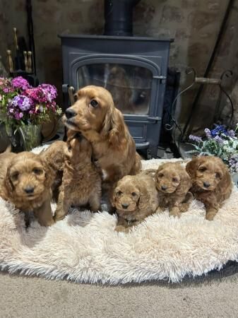 Cockapoo F1 show type pups, PRIZEWINNING LINES for sale in Wellington, Somerset - Image 3