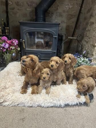 Cockapoo F1 show type pups, PRIZEWINNING LINES for sale in Wellington, Somerset - Image 5