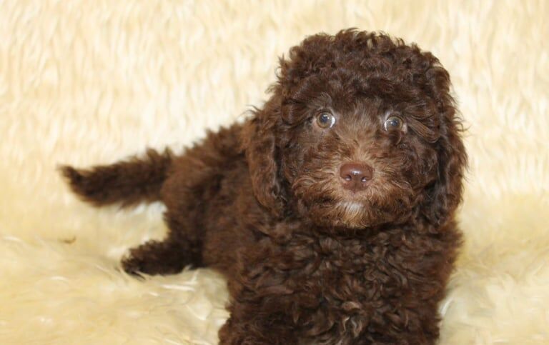 Cocker spaniel puppy's for sale in Maghera, County Londonderry