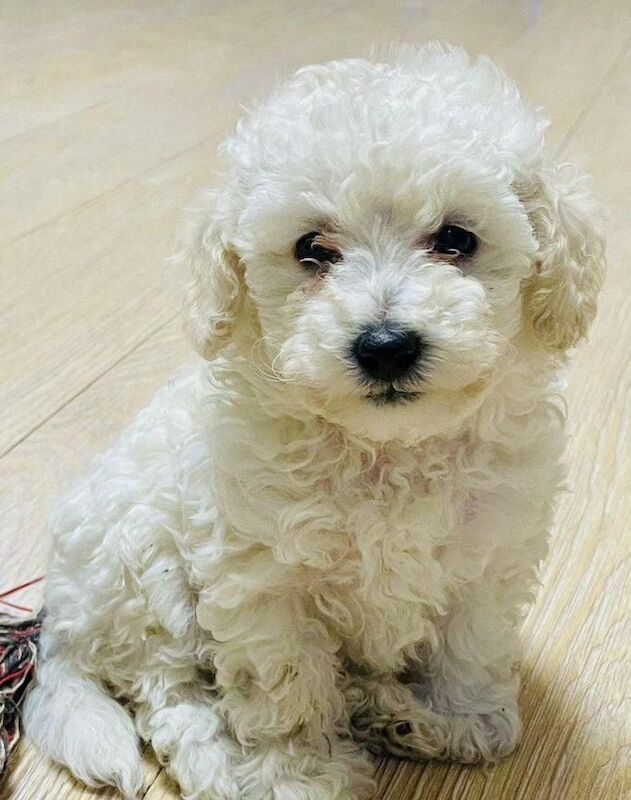 Cocker spaniel puppy's for sale in Maghera, County Londonderry - Image 3