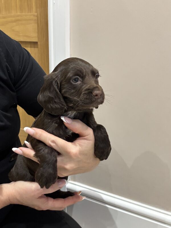 Cockapoo puppies for sale in Downham Market, Norfolk