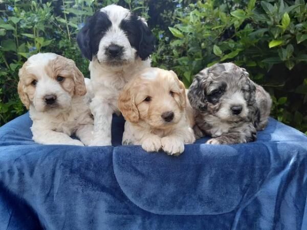 COCKAPOO PUPPIES TOP QUALITY!! for sale in Shrewsbury, Shropshire - Image 1