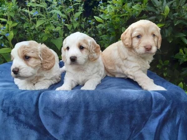 COCKAPOO PUPPIES TOP QUALITY!! for sale in Shrewsbury, Shropshire - Image 3