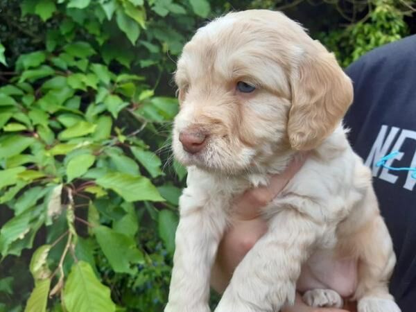 COCKAPOO PUPPIES TOP QUALITY!! for sale in Shrewsbury, Shropshire - Image 4