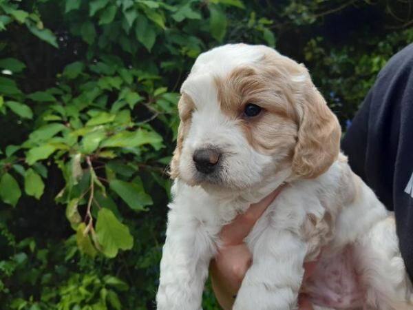 COCKAPOO PUPPIES TOP QUALITY!! for sale in Shrewsbury, Shropshire - Image 5