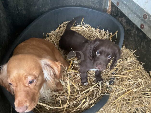 COCKER BOY READY TO LEAVE NOW for sale in Consett, County Durham