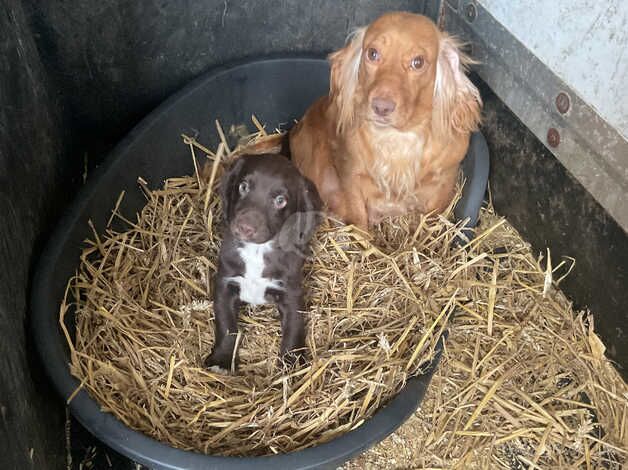 COCKER BOY READY TO LEAVE NOW for sale in Consett, County Durham