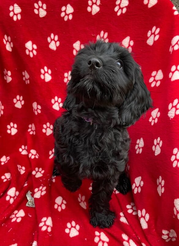 Cocker cross puppies for sale in Londonderry, County Londonderry