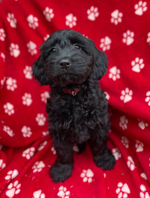 Cocker cross puppies for sale in Londonderry, County Londonderry - Image 2