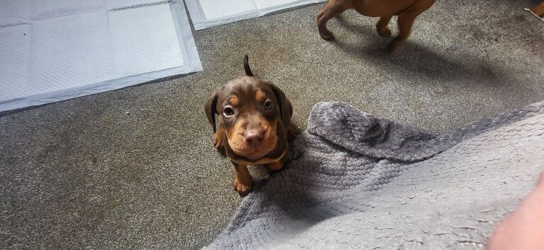 Cocker Spaniel Puppies For Sale Under £1,000