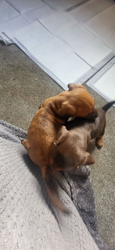 Cocker cross puppys for sale in York, North Yorkshire - Image 3