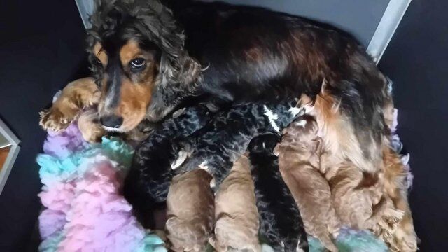 Cocker poo puppies for sale in Neath Abbey, Neath Port Talbot