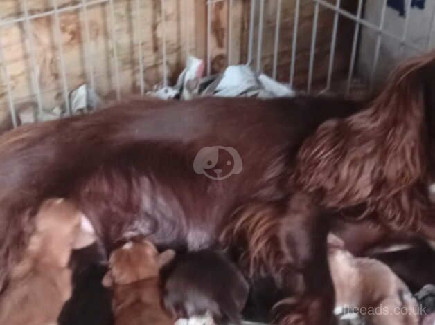 Cocker Spaniels for sale in Stourbridge, West Midlands