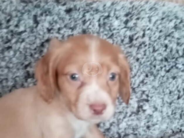 Cocker Spaniel Puppies for sale