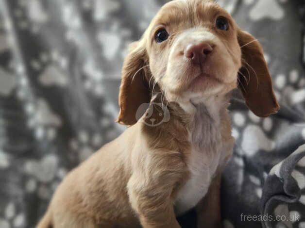 Cocker pup ready now for sale in Stourbridge, West Midlands - Image 1