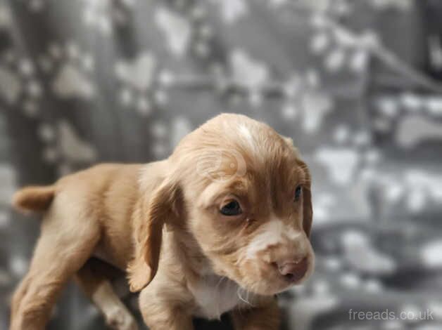 Cocker pup ready now for sale in Stourbridge, West Midlands - Image 2