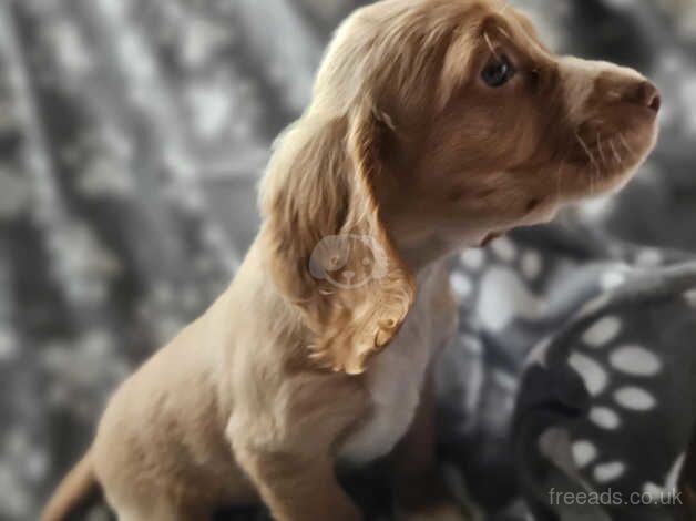 Cocker pup ready now for sale in Stourbridge, West Midlands - Image 3