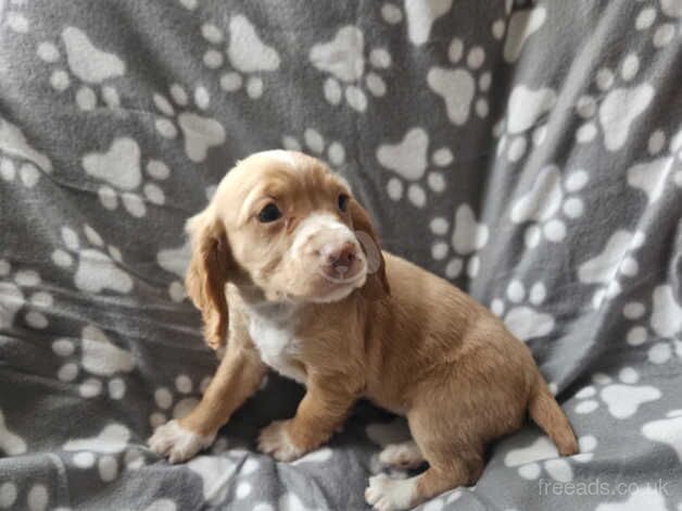 Cocker Spaniel Puppies for sale