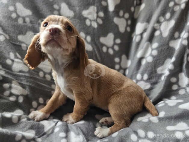 Cocker pup ready now for sale in Stourbridge, West Midlands - Image 5