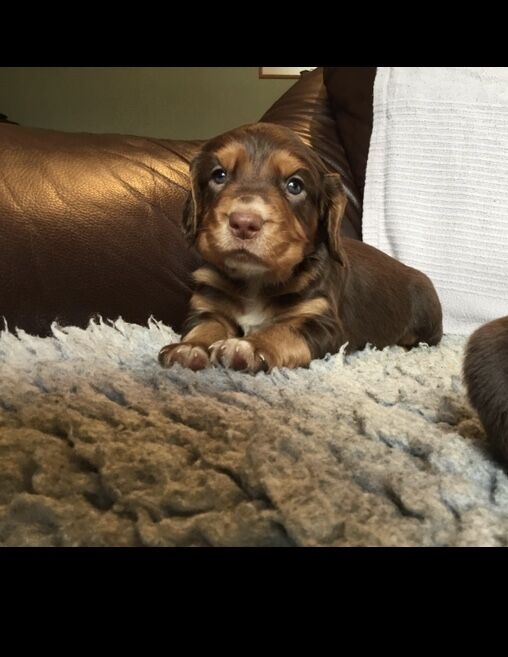 Cocker puppies (DNA health tested Parents) for sale in Haltwhistle, Northumberland - Image 1