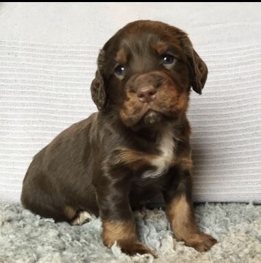 Cocker puppies (DNA health tested Parents) for sale in Haltwhistle, Northumberland - Image 3