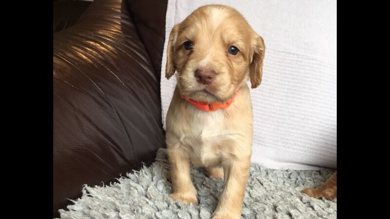 Cocker puppies (DNA health tested Parents) for sale in Haltwhistle, Northumberland - Image 4