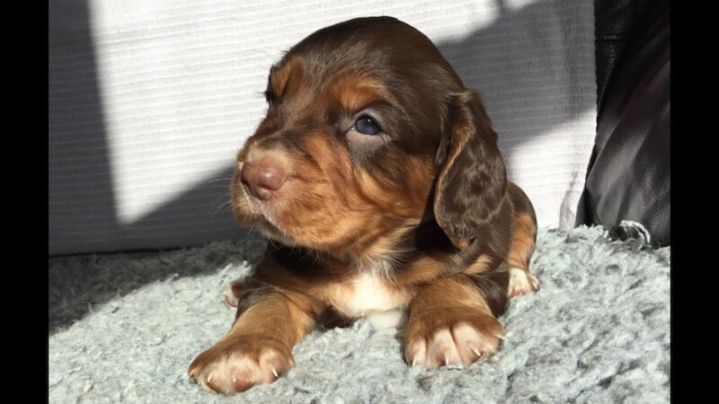 Cocker puppies (DNA health tested Parents) for sale in Haltwhistle, Northumberland - Image 5