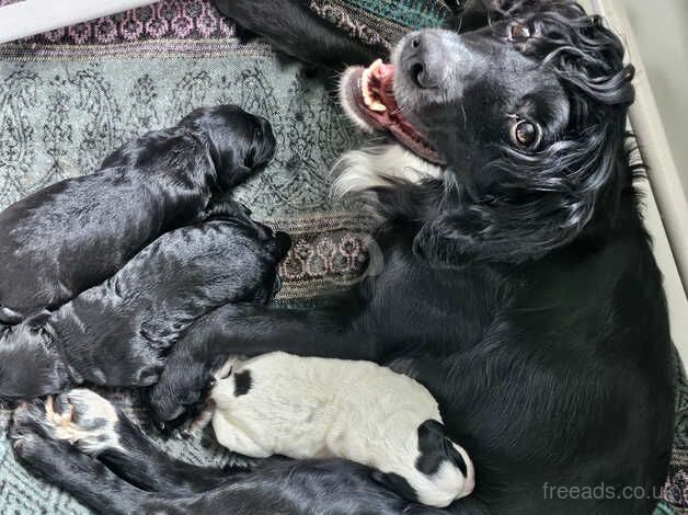 Cocker puppies from fantastic blood line for sale in Lincoln, Lincolnshire - Image 1