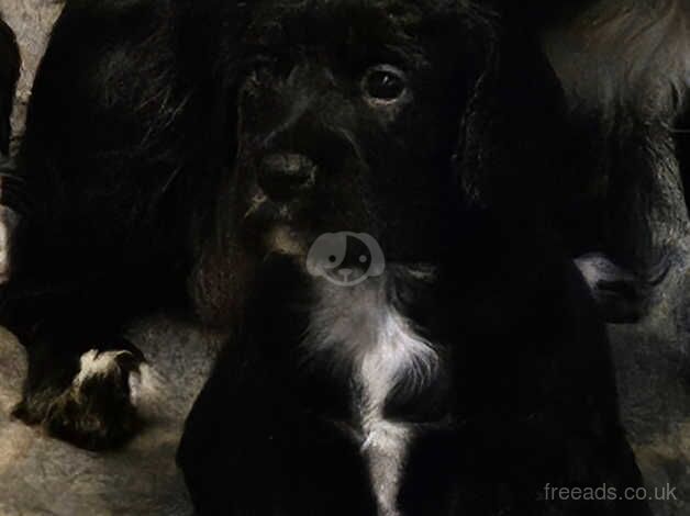 Cocker puppies from fantastic blood line for sale in Lincoln, Lincolnshire - Image 3