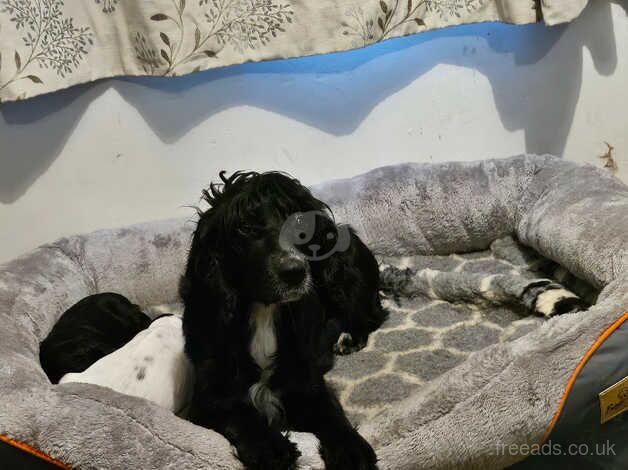 Cocker puppies from fantastic blood line for sale in Lincoln, Lincolnshire - Image 4