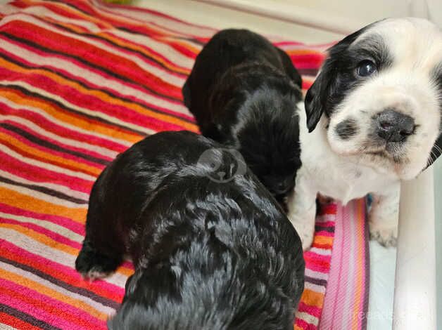 Cocker puppies from fantastic blood line for sale in Lincoln, Lincolnshire - Image 5