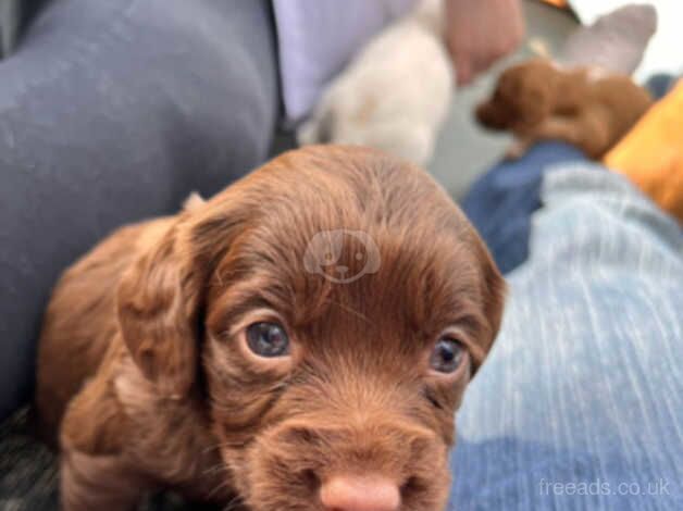 Cocker puppies for sale in Bishop Auckland, County Durham