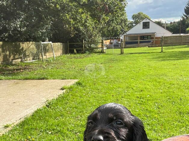 Cocker puppies for sale in Wareham, Dorset