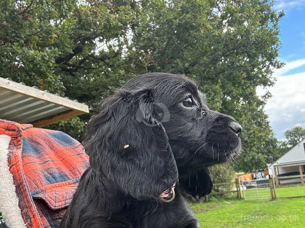 Cocker puppies for sale in Wareham, Dorset - Image 2