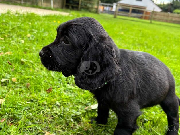 Cocker puppies for sale in Wareham, Dorset - Image 3