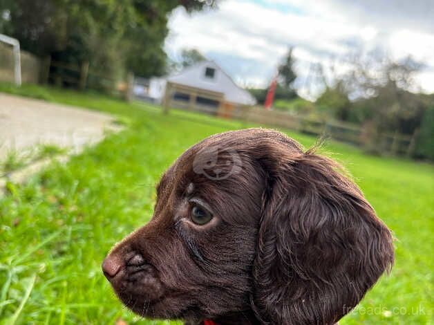 Cocker puppies for sale in Wareham, Dorset - Image 4