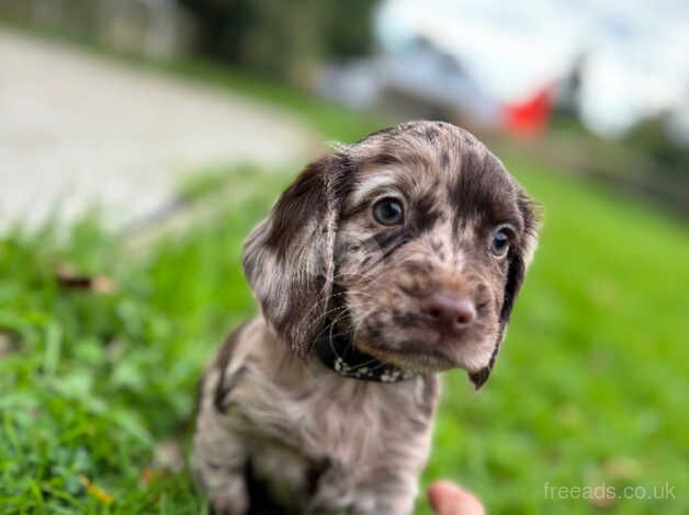 Cocker puppies for sale in Wareham, Dorset - Image 5