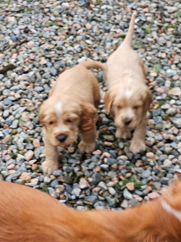 Cocker pups for sale in Castlederg, County Tyrone - Image 2