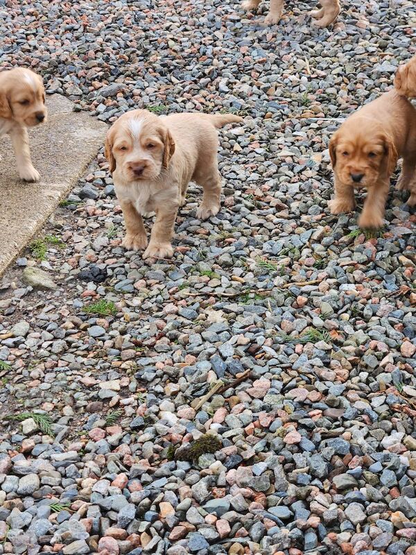 Cocker pups for sale in Castlederg, County Tyrone - Image 3