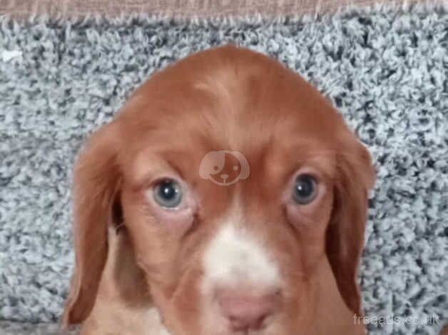 Cocker pups ready now for sale in Stourbridge, West Midlands - Image 1