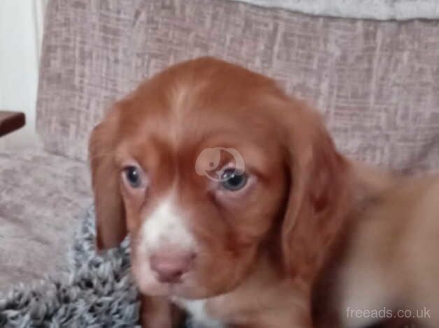 Cocker Spaniels for sale in Stourbridge, West Midlands