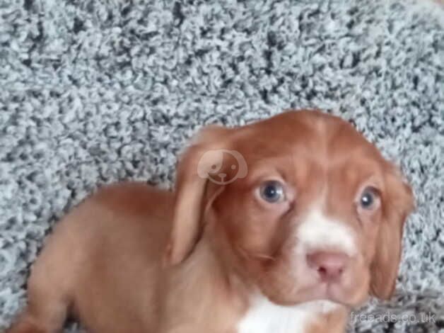 Cocker Spaniel Puppies for sale in West Midlands