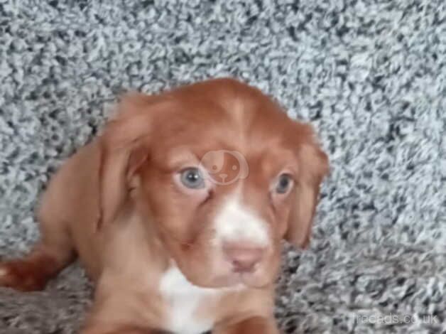 Cocker Spaniel Puppies for sale