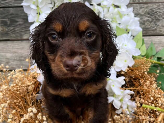 Cocker Spainel puppy for sale in Crook, County Durham - Image 1