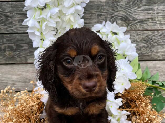 Cocker Spainel puppy for sale in Crook, County Durham - Image 2