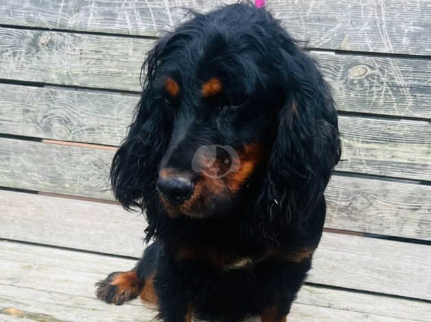 Cocker Spaniel Puppies for sale in County Durham