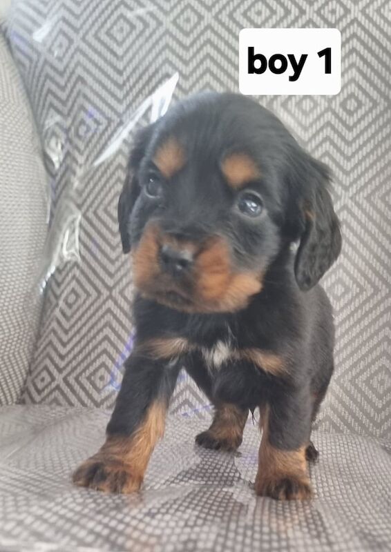 Cocker spanial pups for sale in Chesterfield, Derbyshire